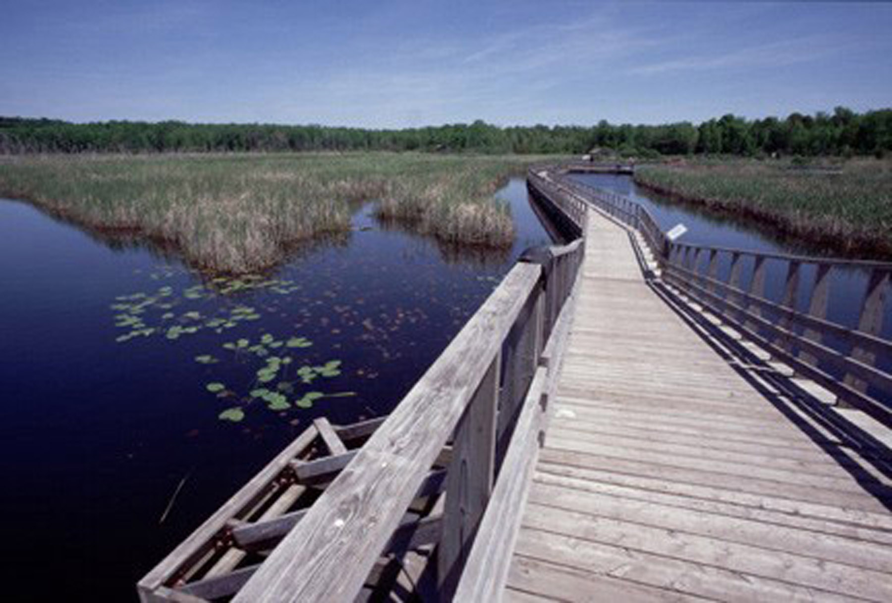 Wye Marsh Boardwalk